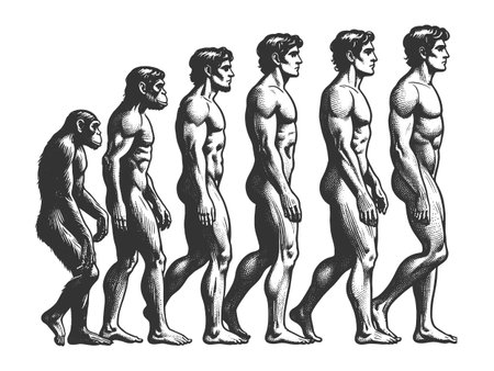 Evolution Man from Ape to Human engraving vectorのイラスト素材