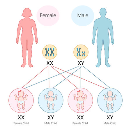human gender determination through chromosomes, XX results in a female child and XY in a male child diagram hand drawn schematic vector illustration. Medical science educational illustrationのイラスト素材