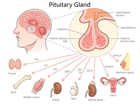 pituitary gland, its role in hormone release and its influence on various organs and glands in the body diagram hand drawn schematic vector illustration. Medical science educational illustrationのイラスト素材