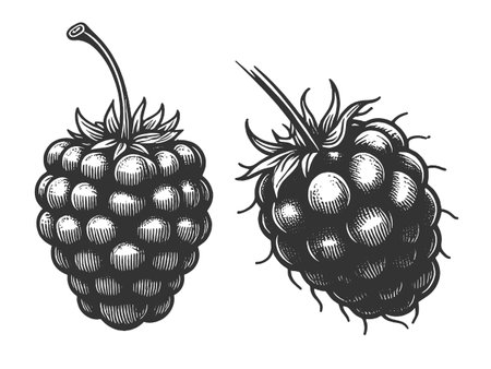 Detailed black and white raspberry vectorのイラスト素材