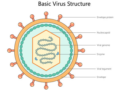 Basic Virus Structure structure diagram medicalのイラスト素材
