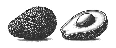 Whole and Halved Avocado engraving vectorのイラスト素材