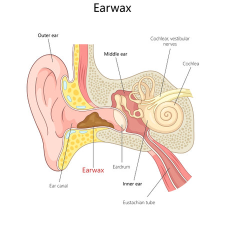 Anatomy Diagram of Earwax in the Ear Canal vectorのイラスト素材