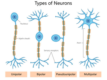 unipolar, bipolar, pseudounipolar, and multipolar neurons. Axons, dendrites, and myelin sheaths diagram hand drawn schematic vector illustration. Medical science educational illustrationのイラスト素材