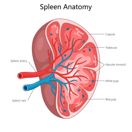spleen showing labeled parts such as splenic artery, vein, capsule, trabecula, white pulp, and red pulp diagram hand drawn schematic vector illustration. Medical science educational illustrationのイラスト素材