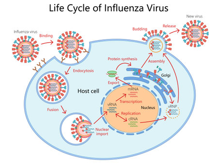 life cycle of the influenza virus, from binding to host cell to replication, assembly, and release diagram hand drawn schematic vector illustration. Medical science educational illustrationのイラスト素材