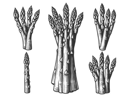 asparagus spears in a classic vintage style, showcasing intricate texture and botanical charm sketch engraving vector illustration. Scratch board imitation. Black and white image.のイラスト素材