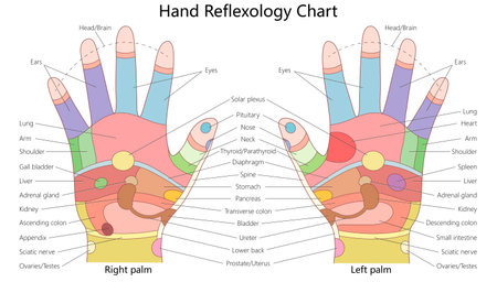 hand reflexology chart illustrating pressure points linked to different organs, including the heart, lungs, liver, stomach, spine, and nervous system diagram hand drawn vector illustration.のイラスト素材