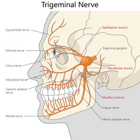 anatomical illustration showing the trigeminal nerve and its ophthalmic, maxillary, and mandibular branches across the human face diagram hand drawn vector illustration. Medical science educationalのイラスト素材