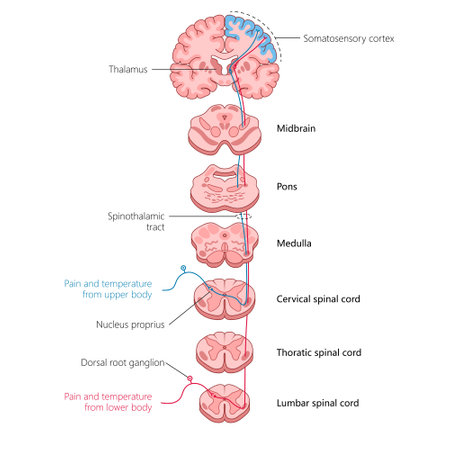 tracing the spinothalamic tract, showing how pain and temperature signals travel from the body through the spinal cord to the brain diagram hand drawn schematic vector. Medical science educationalのイラスト素材