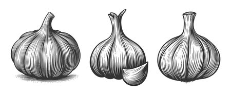 garlic bulbs and cloves Set collection bundle sketch engraving vector illustration. Scratch board imitation. Black and white image.のイラスト素材