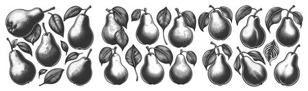 Pear Set collection bundle sketch engraving raster illustration. Scratch board imitation. Black and...