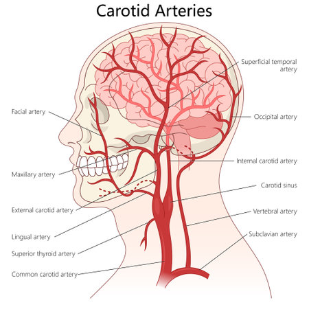 carotid arteries and their major branches in the head and neck, used for medical education and healthcare reference diagram hand drawn schematic vector. Medical science educational illustrationのイラスト素材