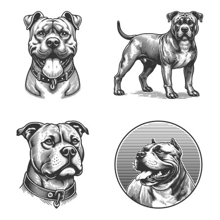 Pit Bull Dog Set collection bundle sketch engraving vector illustration. Scratch board imitation. Black and white image.のイラスト素材