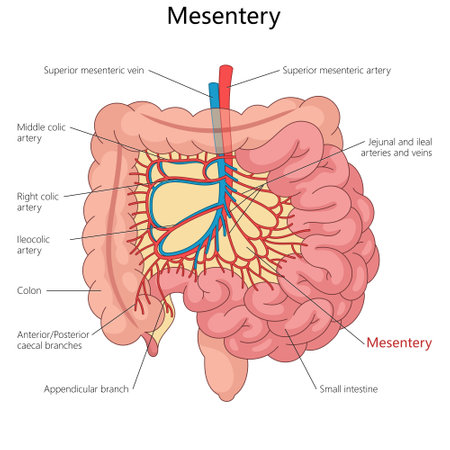 mesentery and its connection to arteries, veins, small intestine, and colon in the human body diagram hand drawn schematic vector illustration. Medical science educational illustrationのイラスト素材