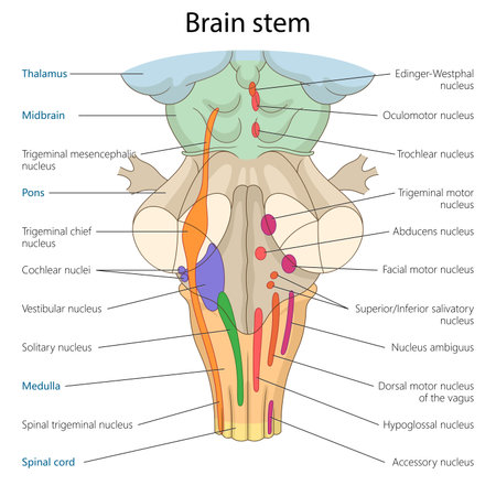 brain stem, including thalamus, pons, medulla, and associated cranial nerve nuclei diagram hand drawn schematic raster illustration. Medical science educational illustrationの写真素材