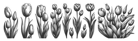 Blooming Tulips Set collection bundle sketch engraving vector illustration. Scratch board imitation. Black and white image.のイラスト素材