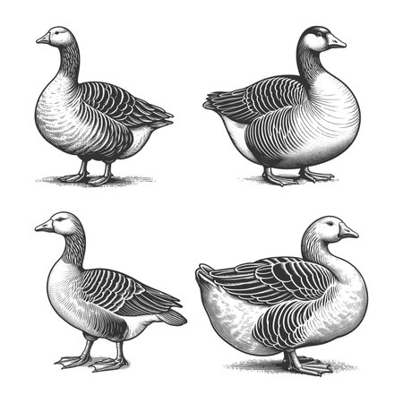 goose Set collection bundle sketch engraving raster illustration. Scratch board imitation. Black and white image.の写真素材
