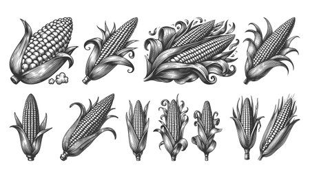 Corn on the Cob Set collection bundle sketch engraving vector illustration. Scratch board imitation. Black and white image.のイラスト素材