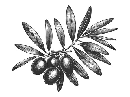 olive branch with ripe olives plant food sketch engraving raster illustration. Scratch board imitation. Black and white image.の写真素材