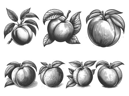 peach Set collection bundle sketch engraving raster illustration. Scratch board imitation. Black and white image.の写真素材
