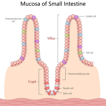 small intestine mucosa, showing villus and crypt structure with labeled cell types for educational purposes structure diagram hand drawn schematic vector illustration. Medical science illustrationのイラスト素材