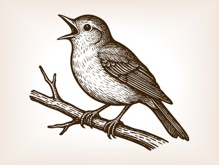 small bird perched on a branch, singing with its beak open in nature sketch engraving fictional character vector illustration. Scratch board imitation. Black and white image.のイラスト素材