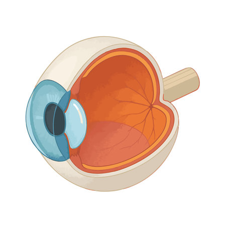 internal structure of the human eye, ideal for educational and medical visualization use. Isometric vector colorful illustration.のイラスト素材