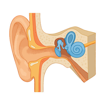 anatomy of the human ear, highlighting outer, middle, and inner ear structures. Isometric vector colorful illustration.のイラスト素材