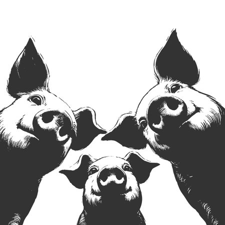 playful pigs peeking down with big eyes and snouts in a circular arrangement sketch engraving vector illustration. Scratch board imitation. Black and white image.のイラスト素材