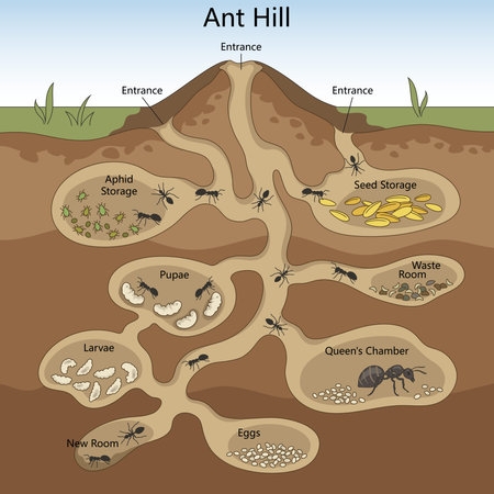 Educational cross section diagram of an ant hill showing tunnels, queen chamber, larvae, pupae, seed storage and waste room  hand drawn schematic vector. Science educational illustrationのイラスト素材