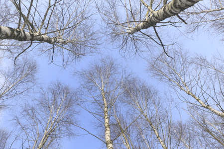 tree, sky, nature, winter