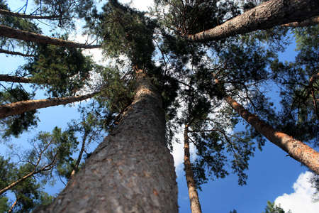 Pinewood