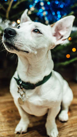 White dog in a collar with an address label