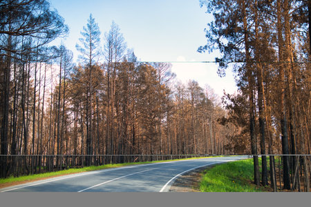 The road to the burnt forest