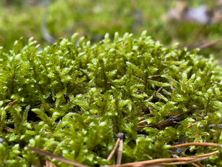 Green moss in a summer forest at sunriseの写真素材