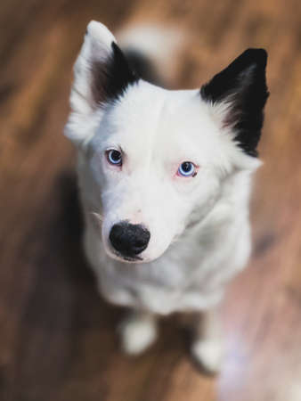 White Yakut Laika with black ears and bright blue eyes looks up in surprise