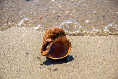 A conch in the beach aloneの写真素材