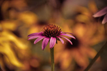 A flower without nameの写真素材