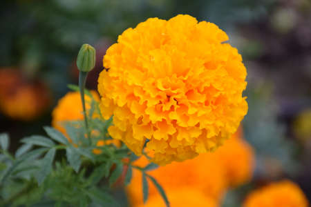 A flower at the garden.の写真素材