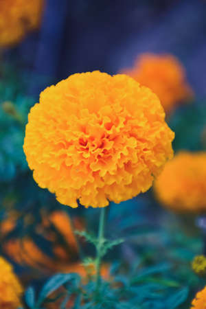 A flower at the garden.の写真素材