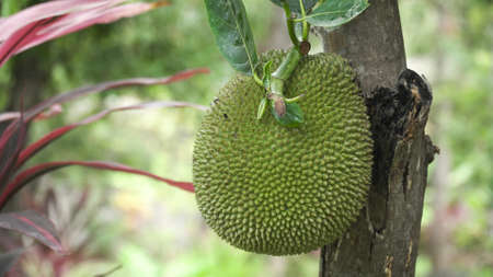 Jackfruit Tree and young Jackfruits. Tree branch full of jack fruits.