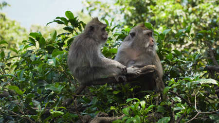 Monkey macaque in the rain forest. Monkeys in the natural environment. Bali, Indonesia. Long-tailed macaques, Macaca fascicularisの写真素材