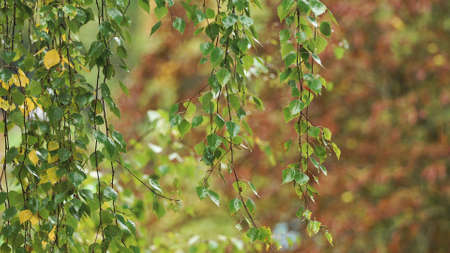 Rain drops on the branches of a birch on a rainy autumn day.Birch tree, rainy autumn.September Autumn rainy day in the woods.の写真素材