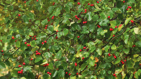 Hawthorn berries on a branch on a rainy autumn day. Mature nice red hawthorn berries. Red berries of...