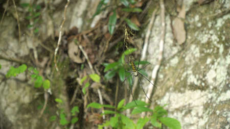 Large tropical spider,nephila (golden orb) in the web. Golden SIlk Orb Weaving Spider waiting on her web. Nephila pilipes. Philippines.の写真素材