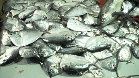 Fresh fish in Asian market. Sale of fresh sea fish in the Asian public store. Sea fish lying on the...