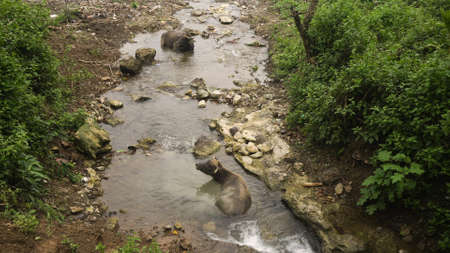 Asian bull cooled in a mountain river in the Philippines. Black bull lying in the river.の写真素材