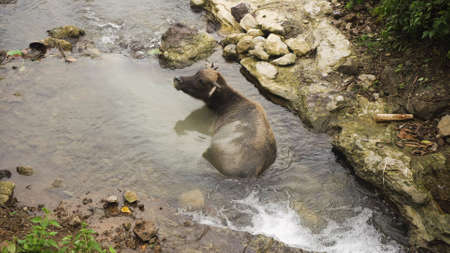 Asian bull cooled in a mountain river in the Philippines. Black bull lying in the river.の写真素材