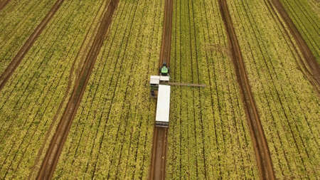 Aerial view Rows of green salad grown in agricultural field. Lettuce field. Machine conveyor belt...